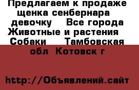 Предлагаем к продаже щенка сенбернара - девочку. - Все города Животные и растения » Собаки   . Тамбовская обл.,Котовск г.